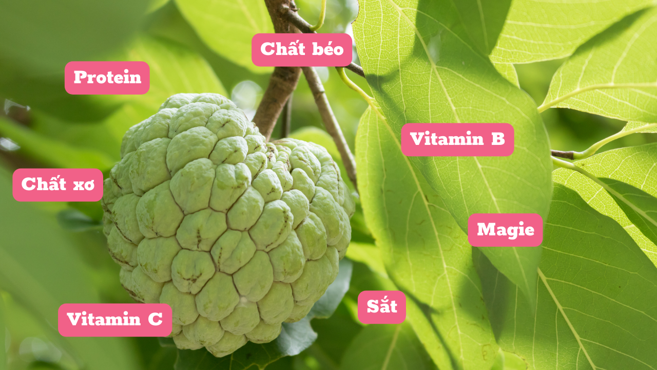 Thành phần dinh dưỡng của na
