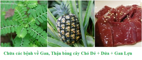 chữa các bệnh về gan, thận